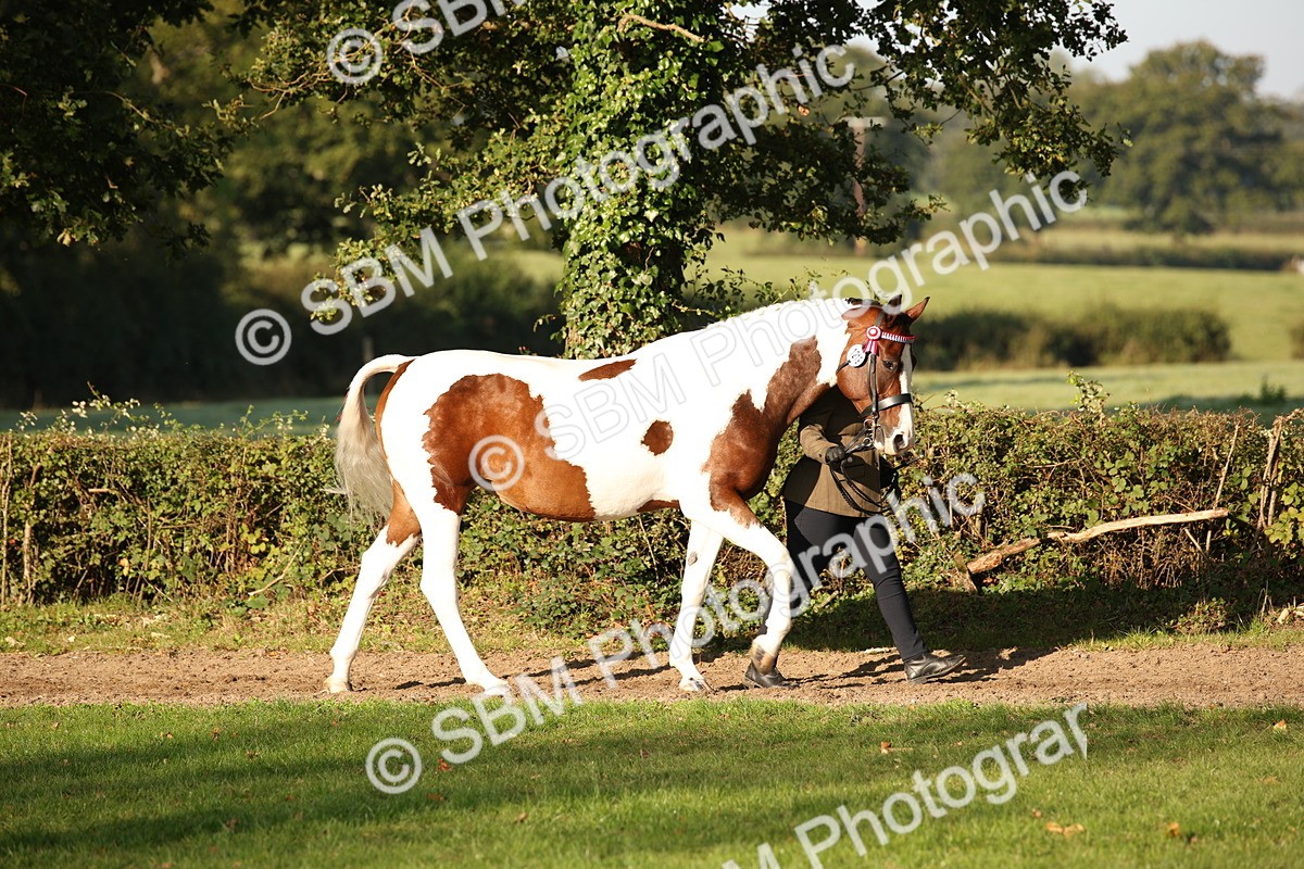 SBM_58654 - S51 - Piebald & Skewbald Horse In Hand