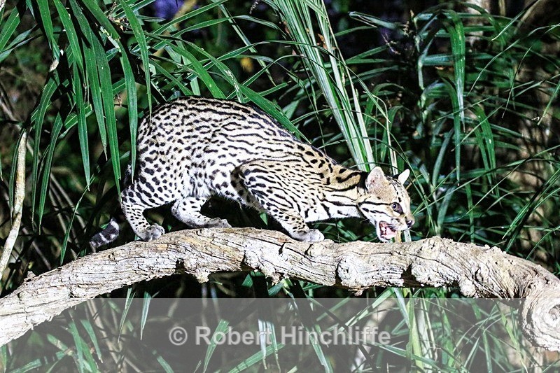 Ocelot - Blank Cards