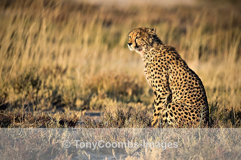 Cheetah - Etosha National Park ~ Mammals