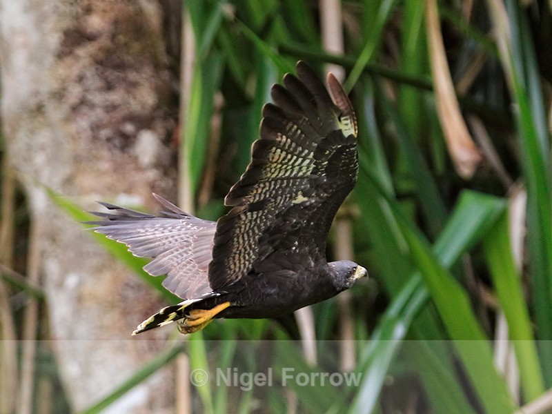 Common Black Hawk showing underwings, Costa Rica - Common Black Hawk