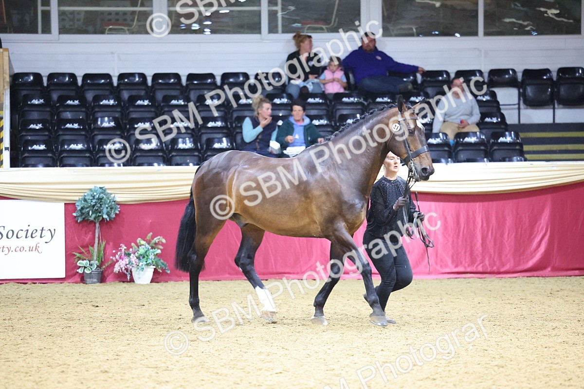 SBM_18789 - Class E IH Horse Champ