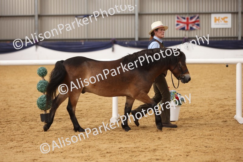 20260913-1691 - Class 115 - Gelding 4years and over