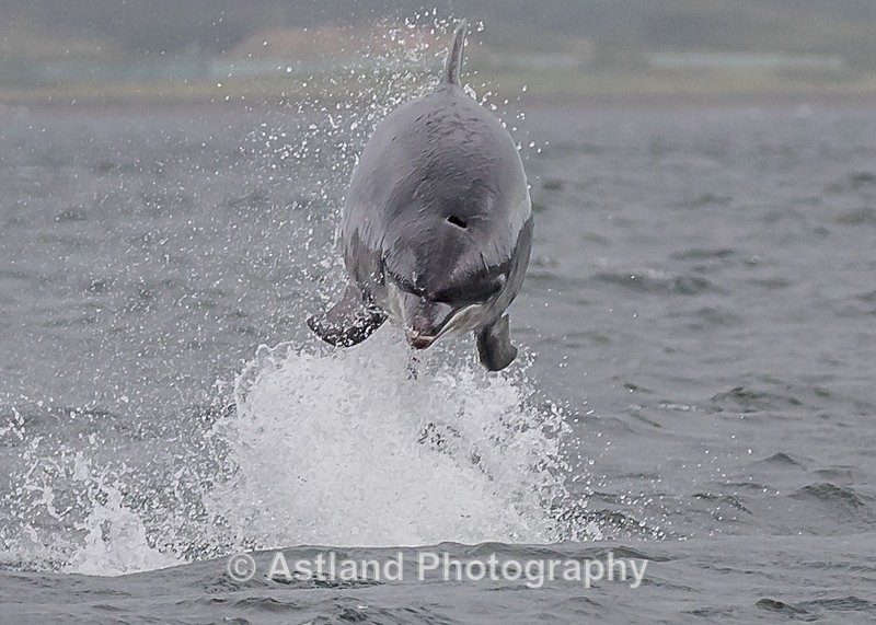 Astland Photography, Bird and Wildlife Images, Susan and Peter Wilson, U.K.