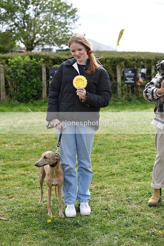 WJ5_9885 - Class 3 Most Handsome Dog