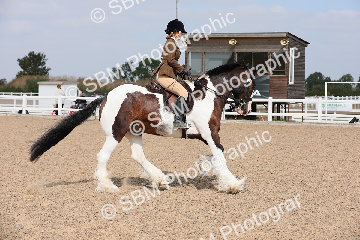 SBM_13438 - Class 308 Ridden Coloured Horse