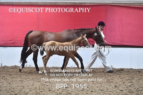 BPP_1955 - AFTERNOON 12.30 - 3.30PM