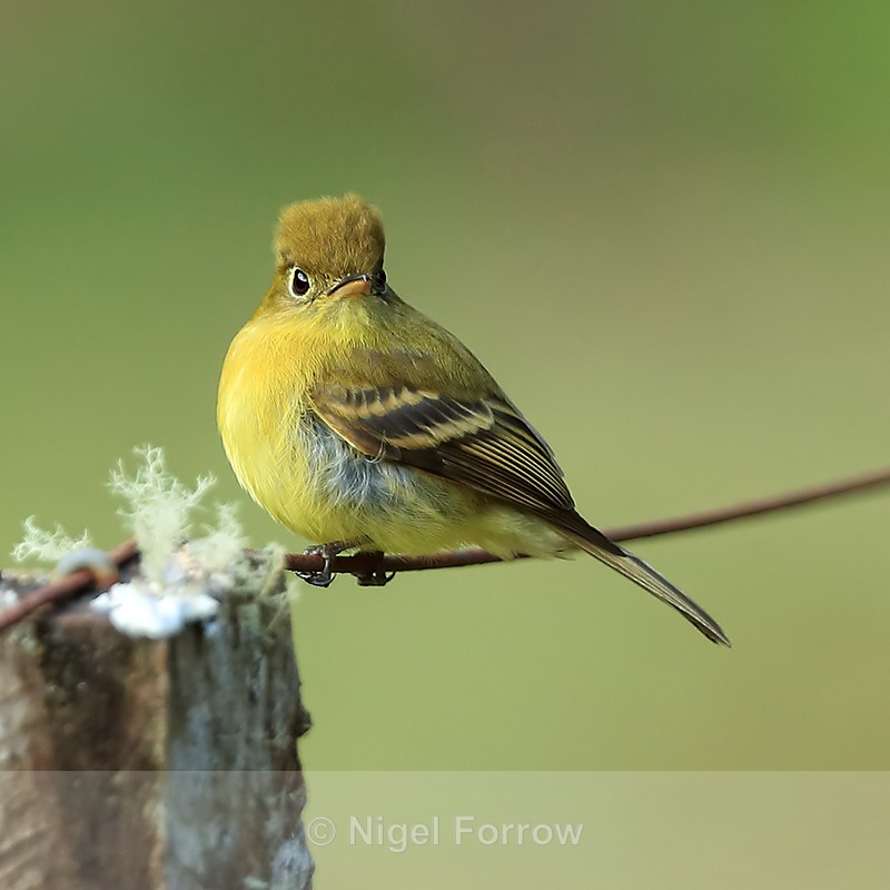 Close view of Yellowish Flycatcher, Costa Rica - Yellowish Flycatcher
