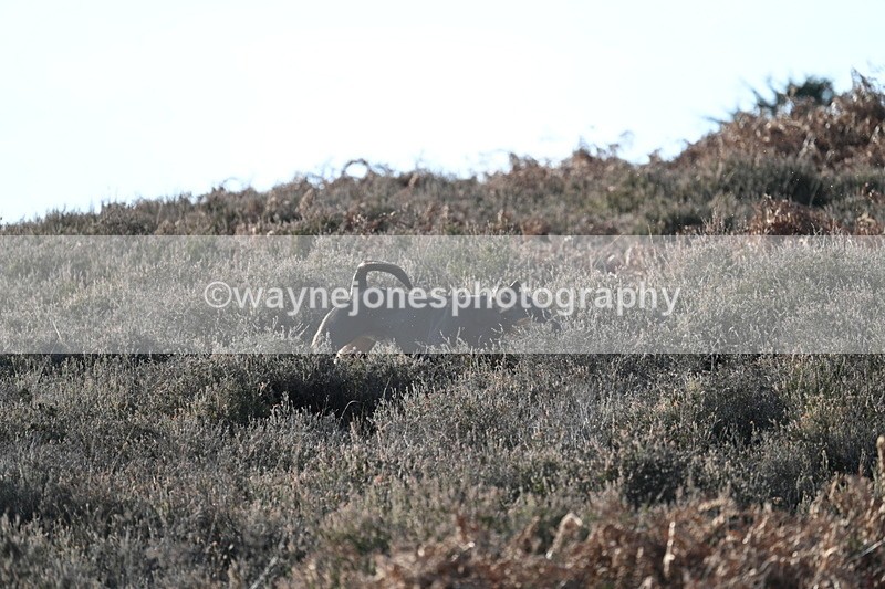 WJ7_7868 - Line 3 (no line 4 or 5)