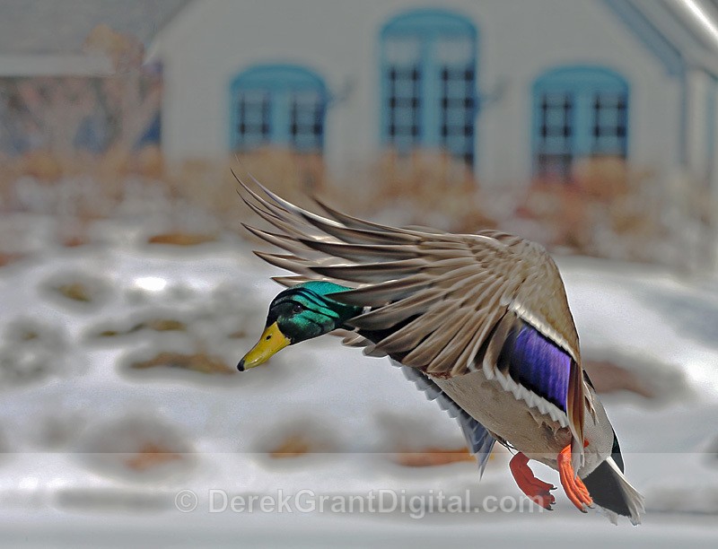 Anas platyrhynchos - Urban Wildlife