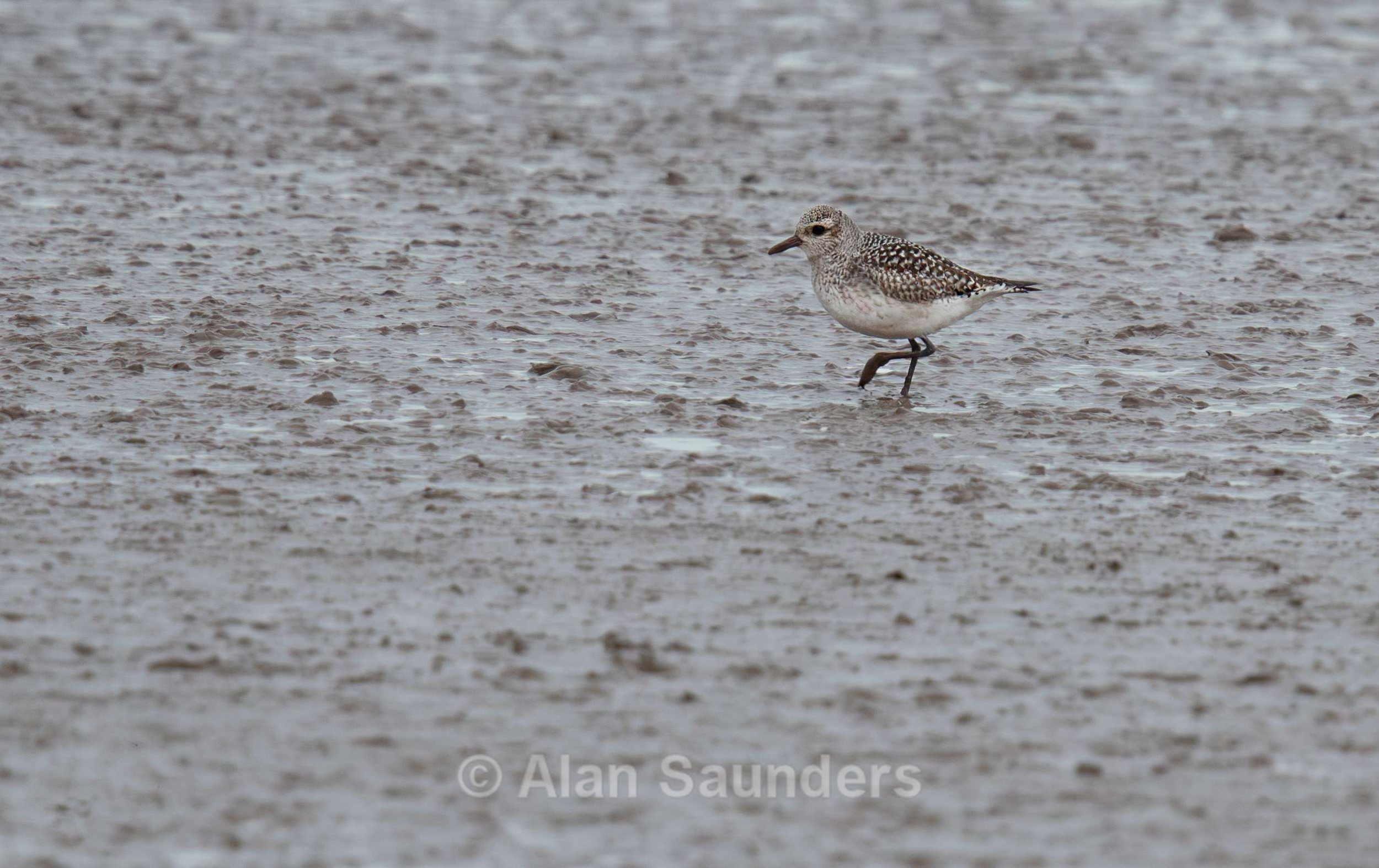 Black-Bellied Plover 2