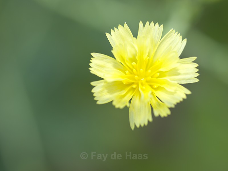  - The Glow of Summer