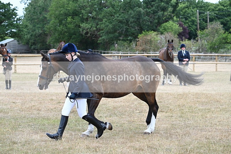 WJ7_0099 - Class 5a Most Handsome Gelding (above 14.2hh)