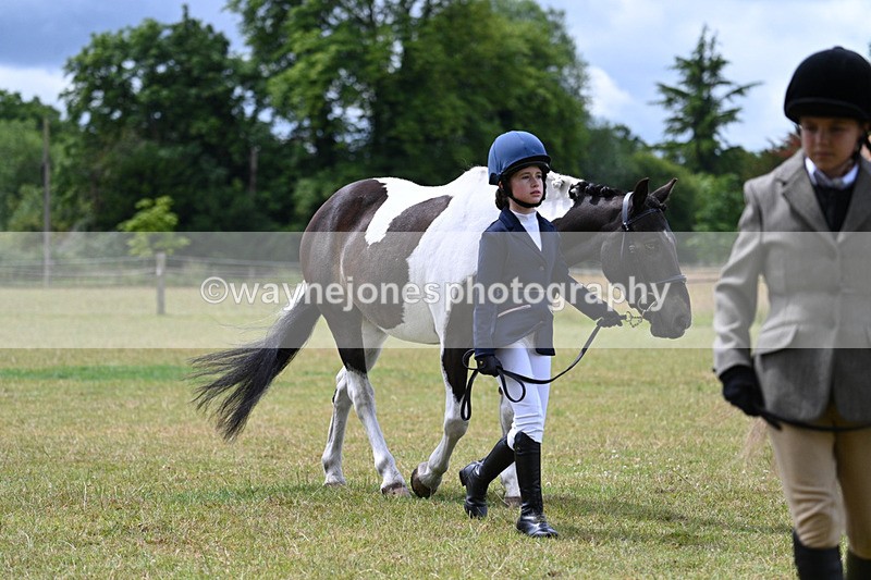WJ7_6569 - Class 5 Handsome Gelding in hand
