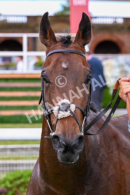 130626-Race 6-Point Of Contact-2245 - Race 6 16.50pm Ice Co Supporting Macmillan Handicap
