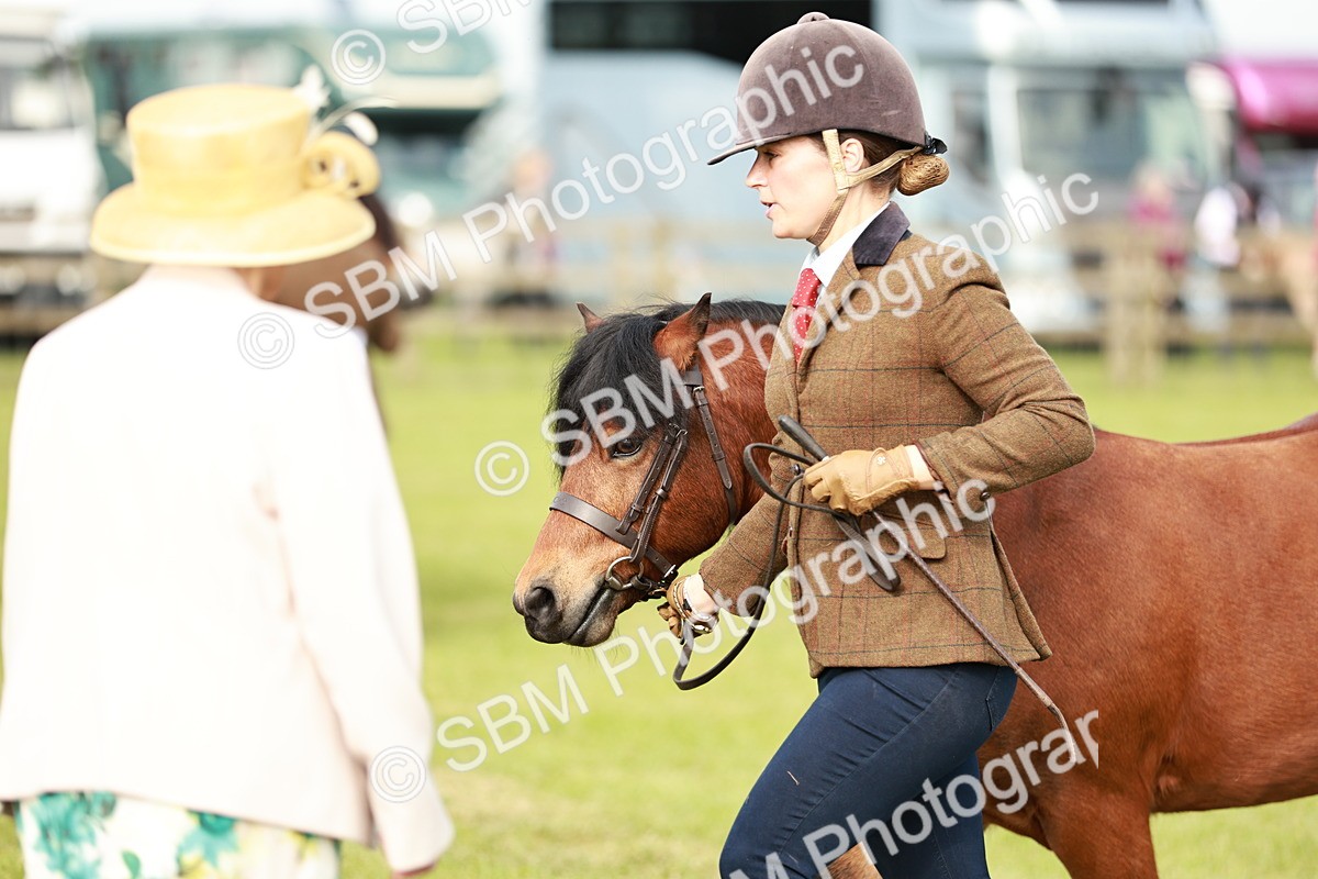 SBM_00520 - Class 14-23 - Mountain & Moorland In Hand Non Welsh