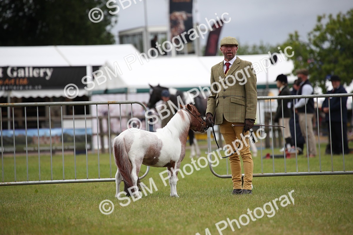 SBM_03692 - Class 23-25 - British Miniature Horse of the Year