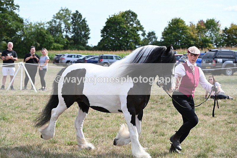 WJ6_6602 - Class 20 In-hand Cob