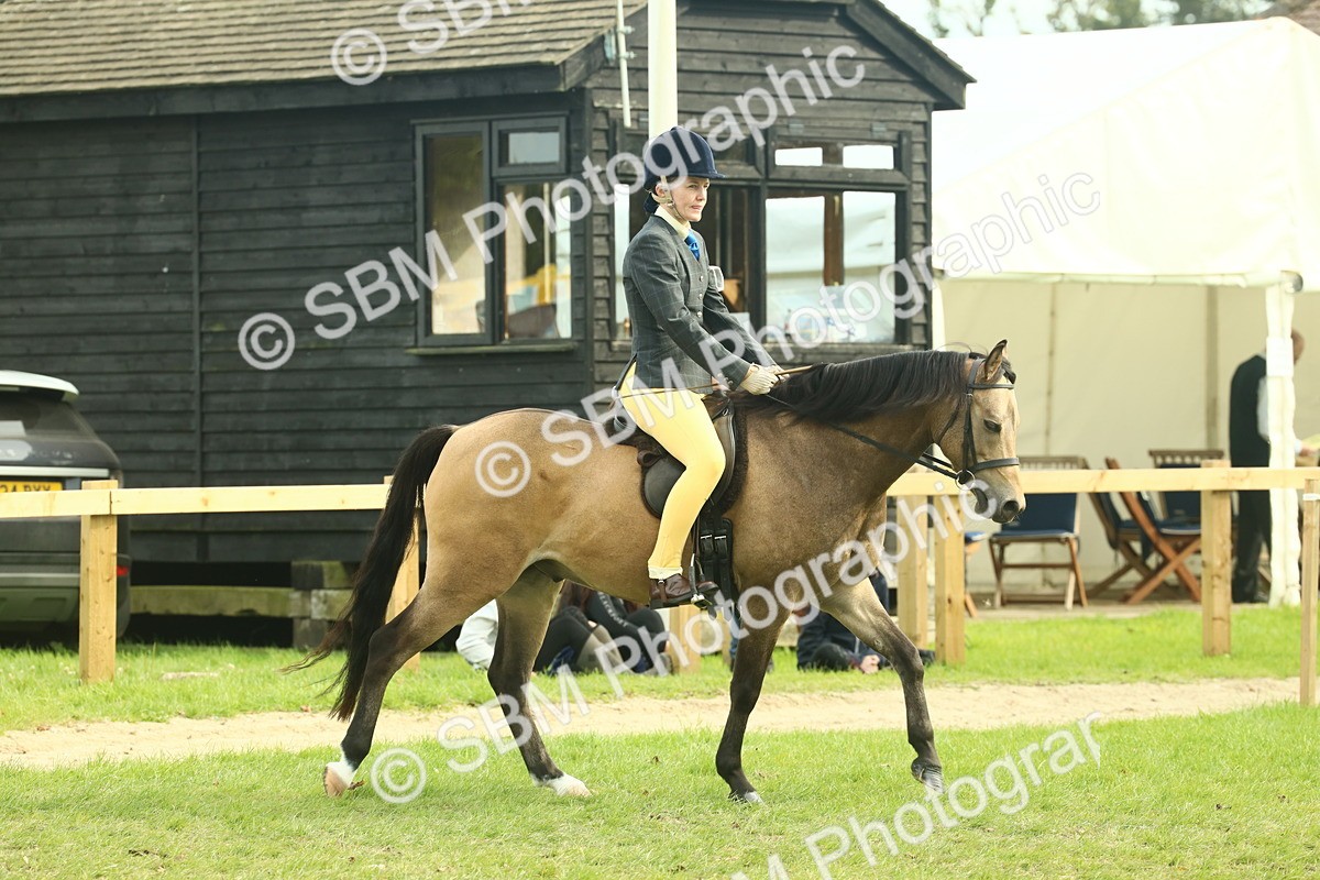 SBM_69782 - S59 - Mountain & Moorland Ridden Small Breeds
