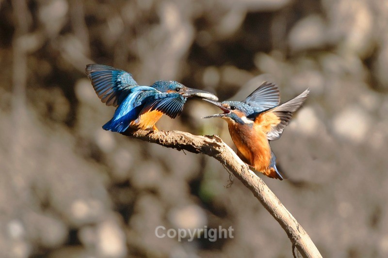 kingfisher pictures by Noel Marry