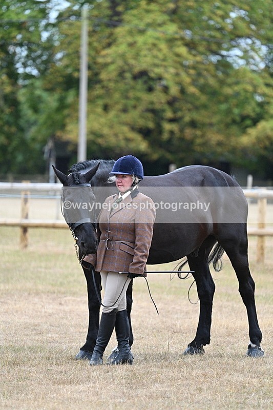WJ7_9748 - Class 5a Most Handsome Gelding (above 14.2hh)