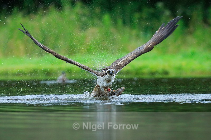Osprey (Red 8T) takes off with a fish at Rothiemurchus - Osprey