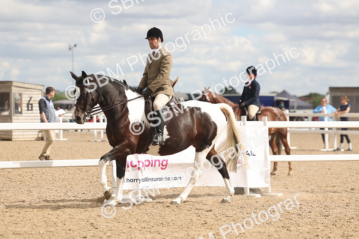 SBM_14774 - Class 308 - Ridden Coloured Horse
