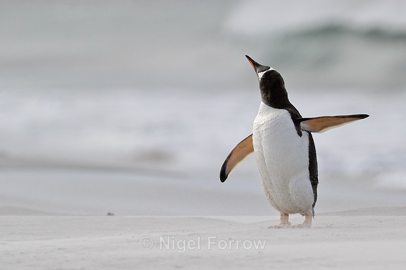 Gentoo Penguin shakes itself, Sea Lion Island, Falklands - Gentoo Penguin