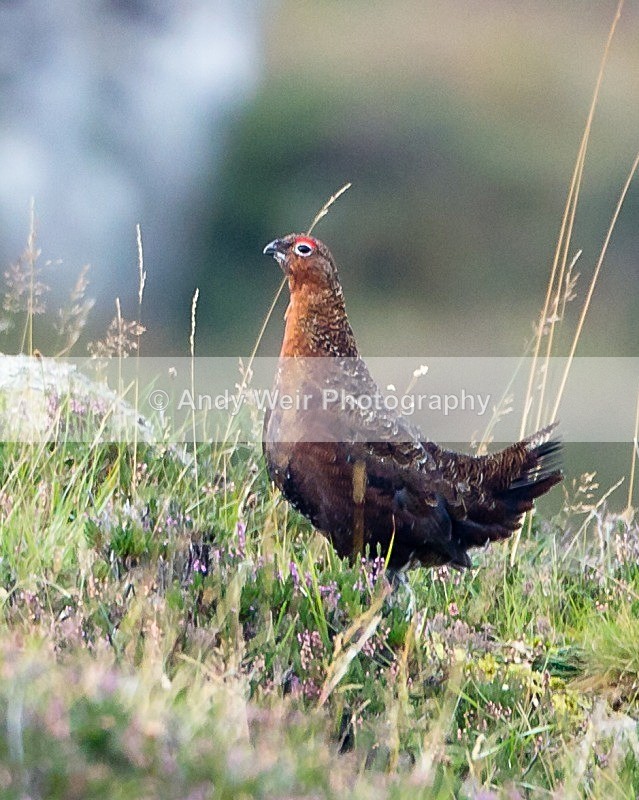 20110929-_MG_7184 - Gamebirds