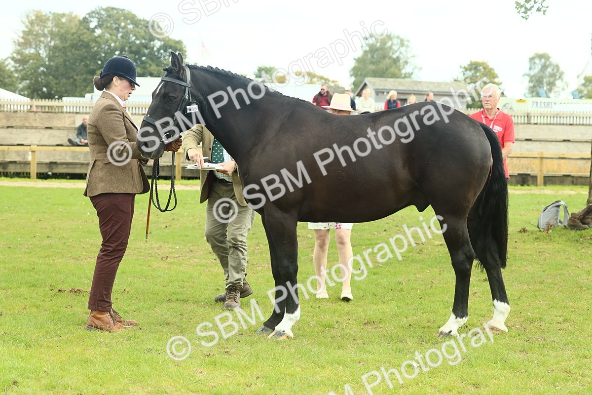 SBM_66449 - S34 - Rehabilitated Rescue Horse & Pony In Hand & Ridden
