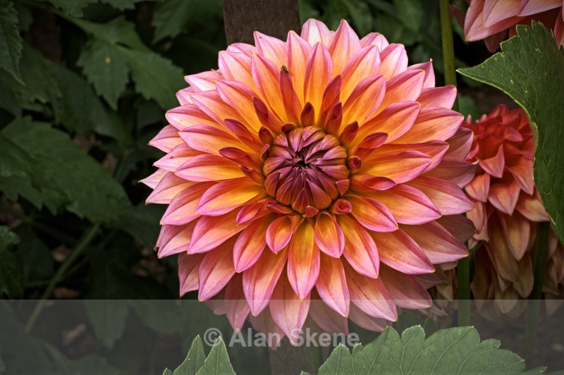 DSC05368 - Flora