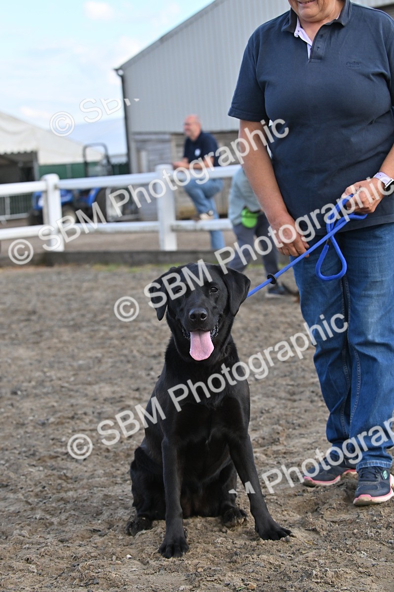 SBM_09529 - Lorry Dogs