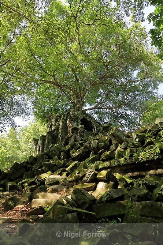 Tree on Beng Mealea ruins, Cambodia - Cambodia