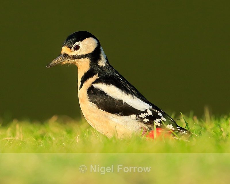 Great Spotted Woodpecker (adult female), Worcestershire - Great Spotted Woodpecker