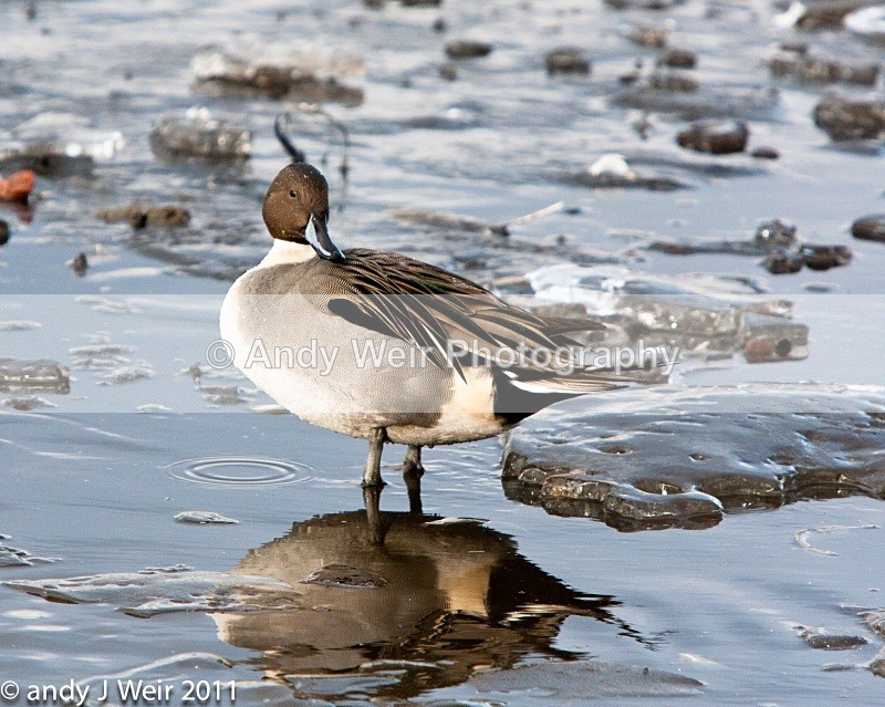 Pintail-7978 - Pintail