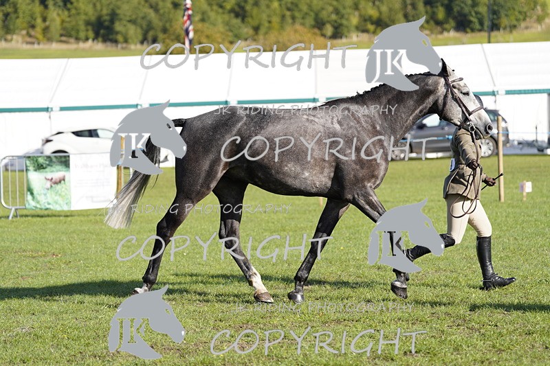 _DSC9500 - Class 8 & 17 Ridden Hunter & Ridden Hunter Pony