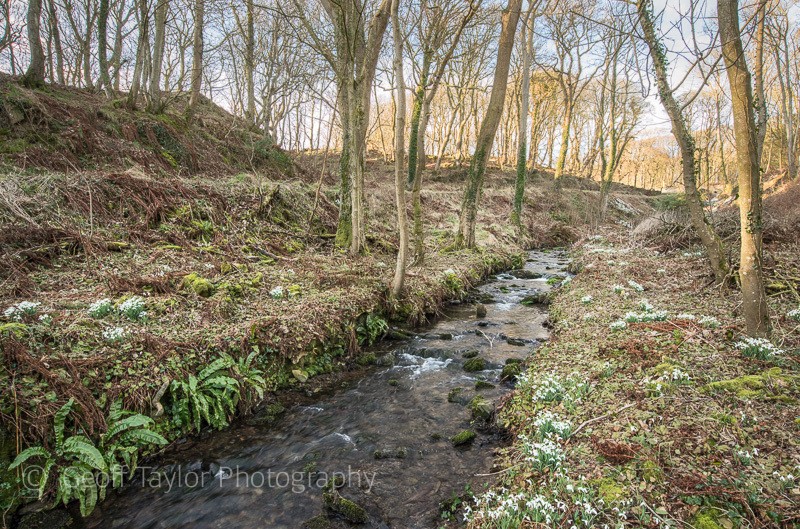 Physgill Glen - Wigtown Reader's Retreat