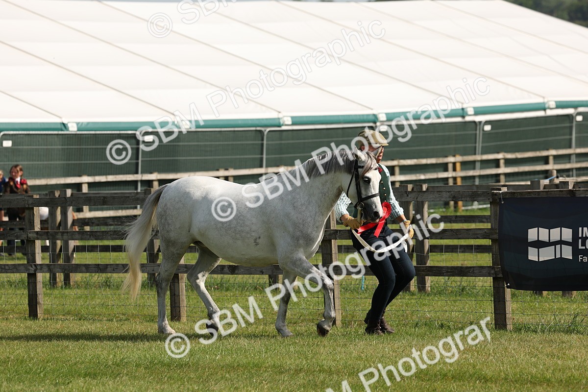 SBM_00772 - Class 6-13 - Mountatin and Moorland In Hand Welsh Breeds