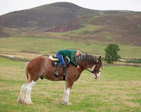 Dionne-85 - DGClydesdales