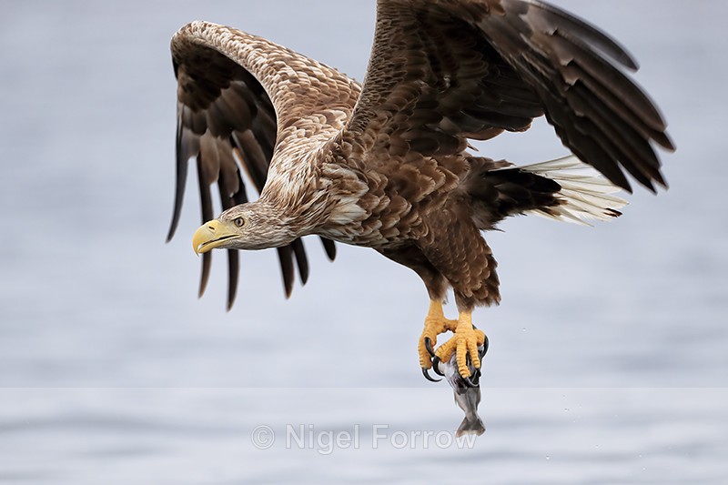 Sea Eagle passes close, Flatanger, Norway - White-tailed Sea-Eagle