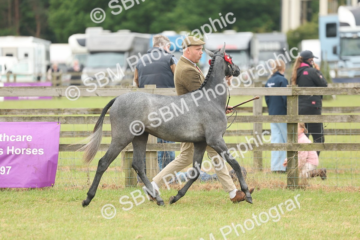 SBM_05355 - Class 68-73 - Riding Pony Breeding