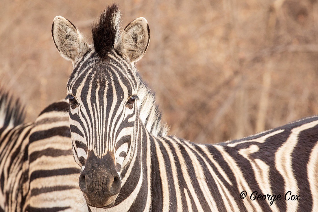 Mohican Zebra - South Africa - Limpopo