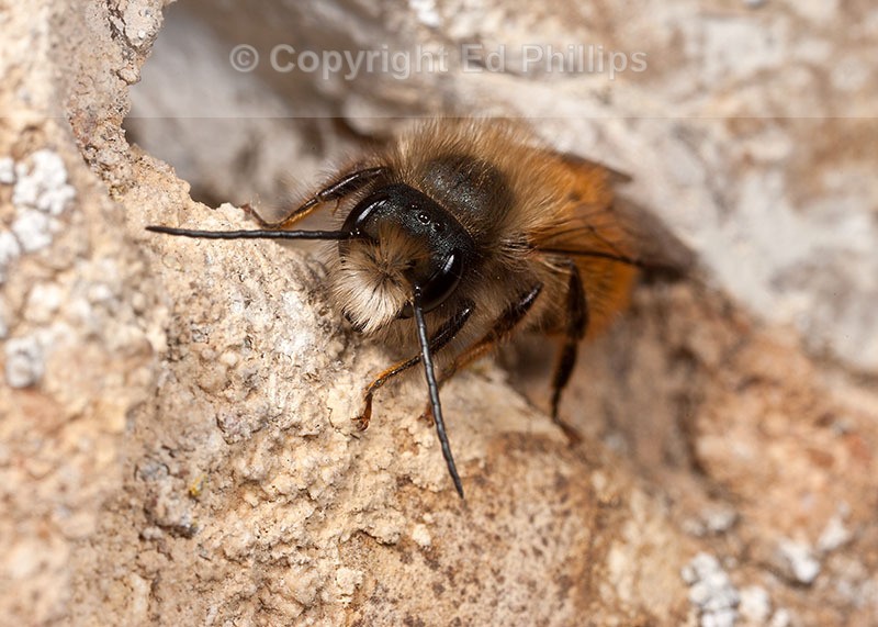 Osmia bicornis (m)