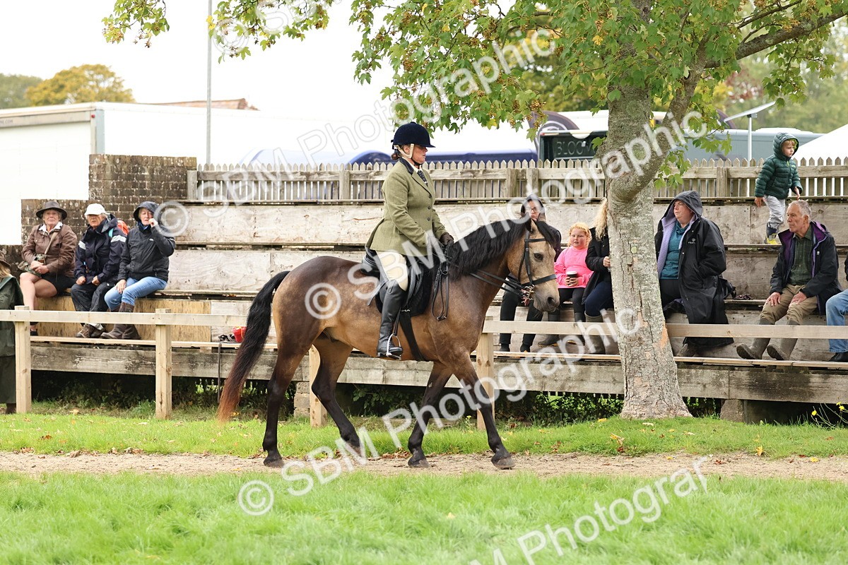 SBM_69552 - S62 - Mountain & Moorland Ridden Large Breeds