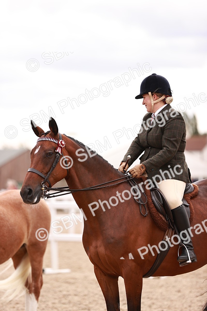 SBM_16121 - Class 411 - Prettiest Mare - (IH or Ridden Adult)