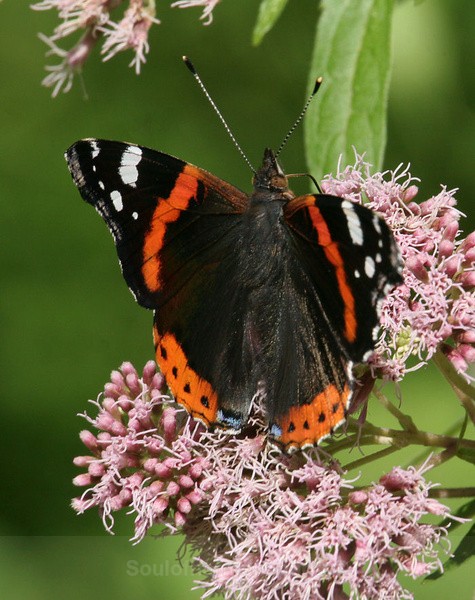 Red Admiral - Invertebrate's Macro