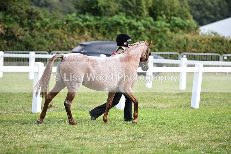 DSC_9126 - SP/SHP Pony Breeding Championship