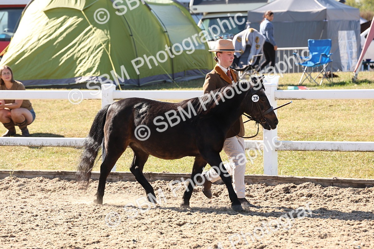 SBM_12890 - Class 206 - IH Non Show Type Pony