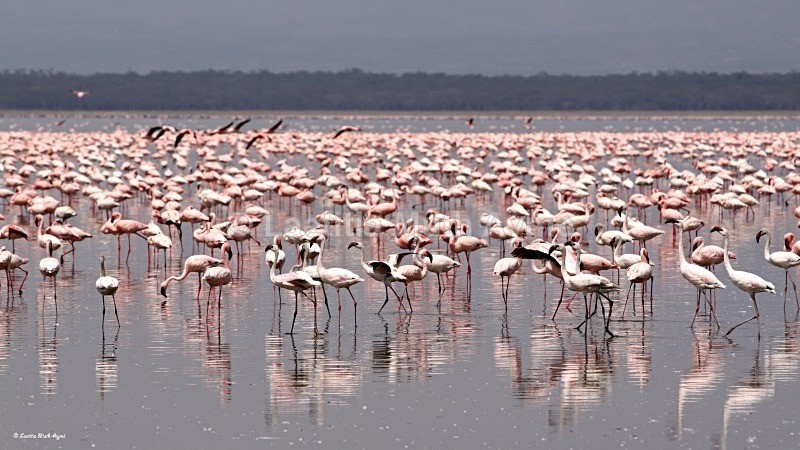 IMG_0571 Nakuru - Birds