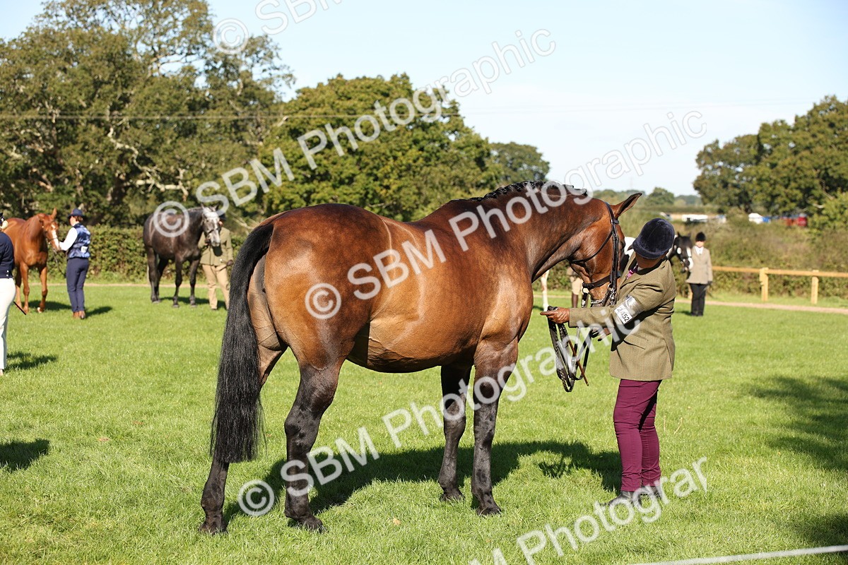 SBM_36626 - S10 - Best In Hand Horse & Pony