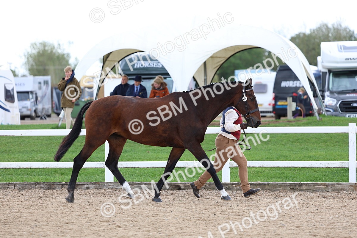 SBM_05019 - Class 27 - IH Competition Horse or Pony